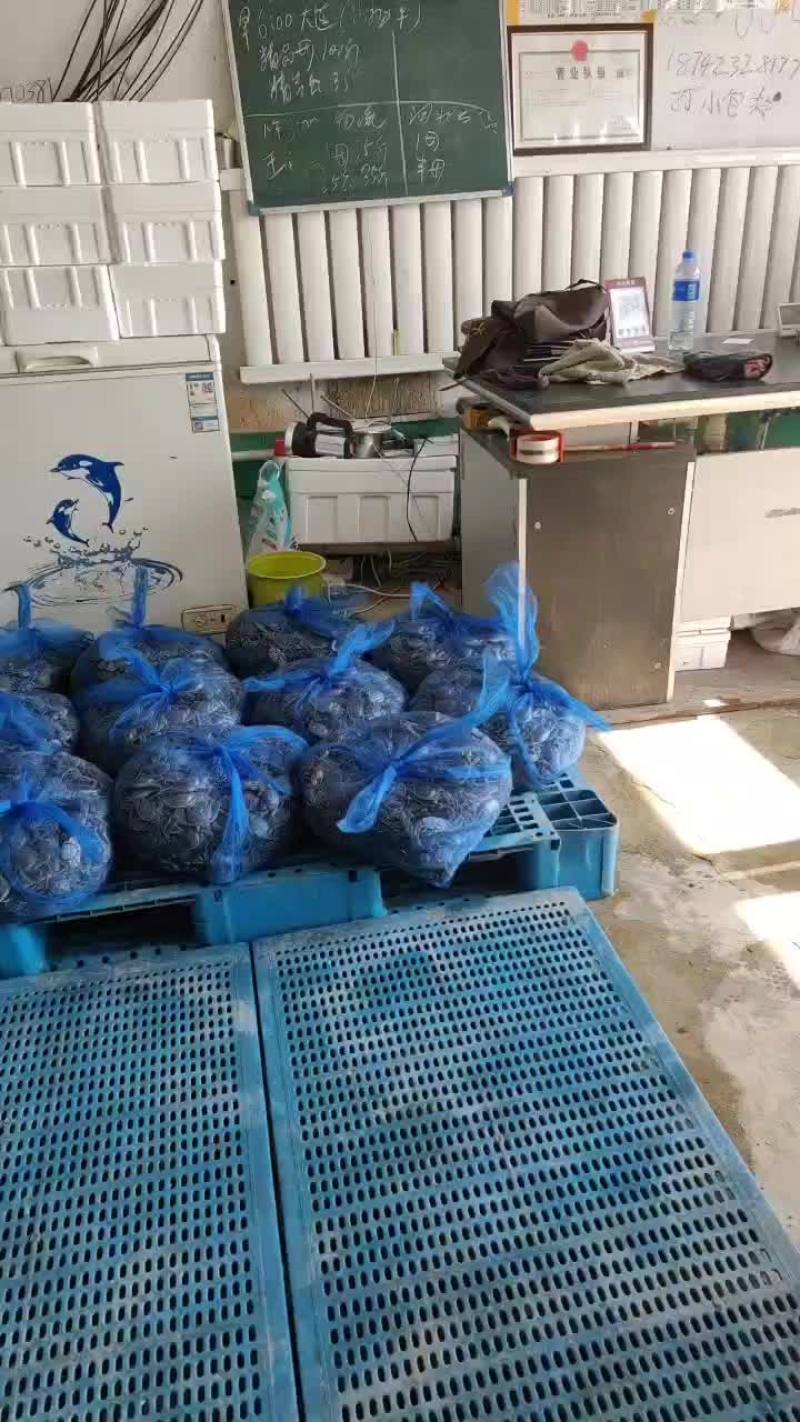 老头蟹，一元蟹，老头母蟹，老头公蟹，老头蟹通货