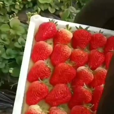 红颜草莓
