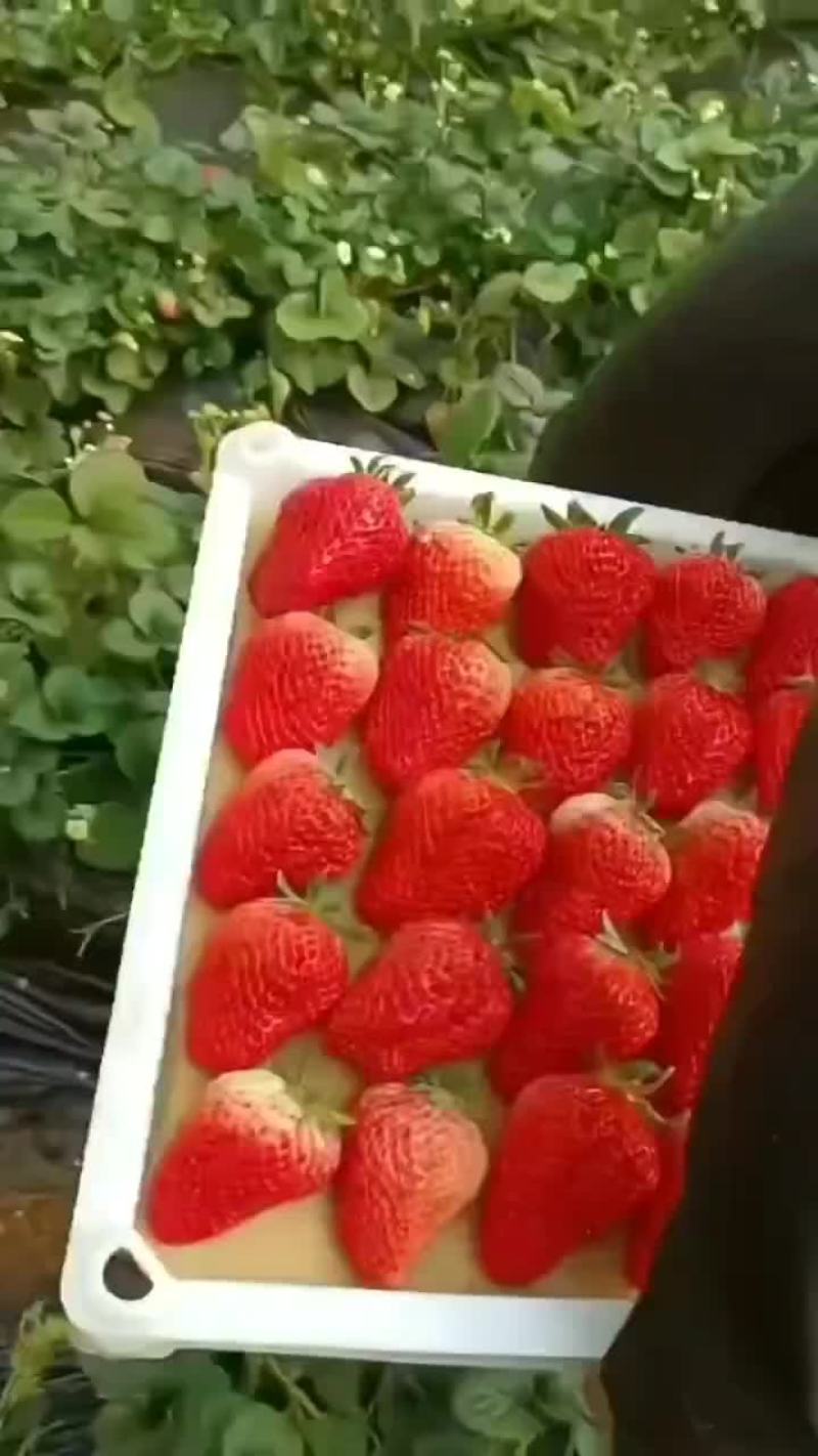 红颜草莓