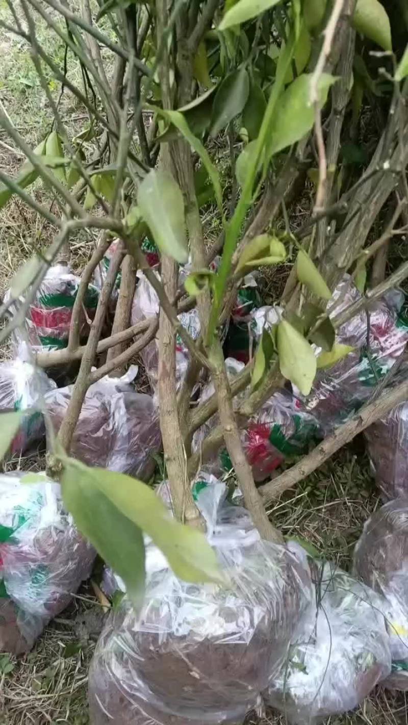 各种水果苗苗木