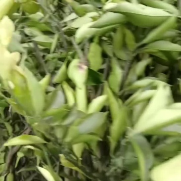 各种水果苗苗木