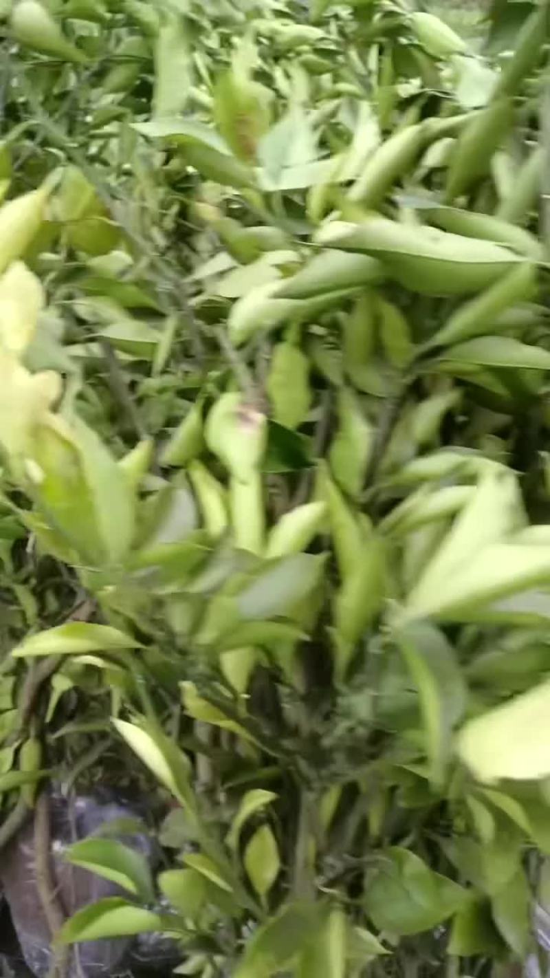 各种水果苗苗木