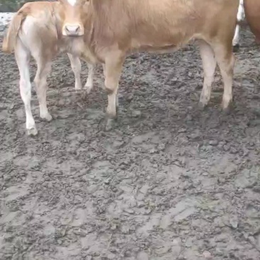 牛苗出售