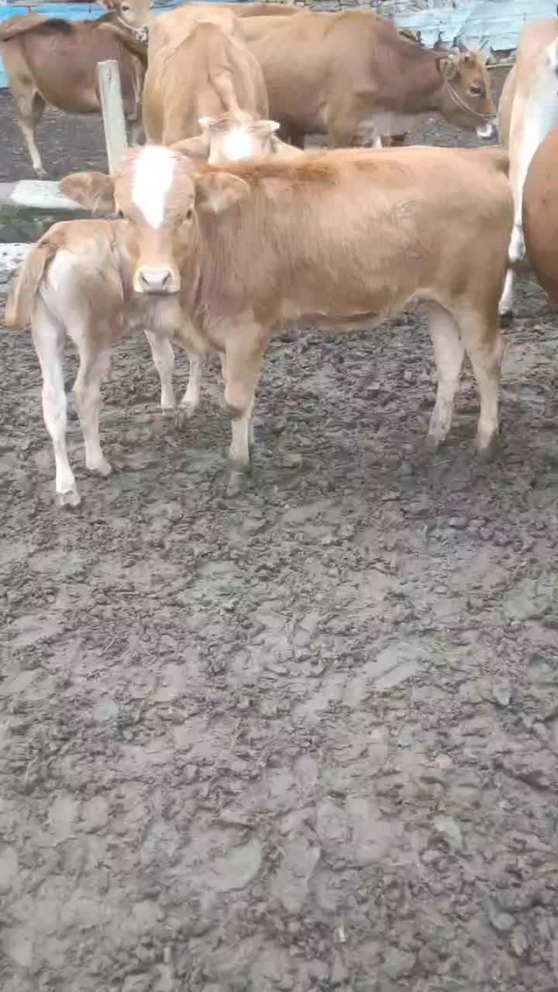 牛苗出售