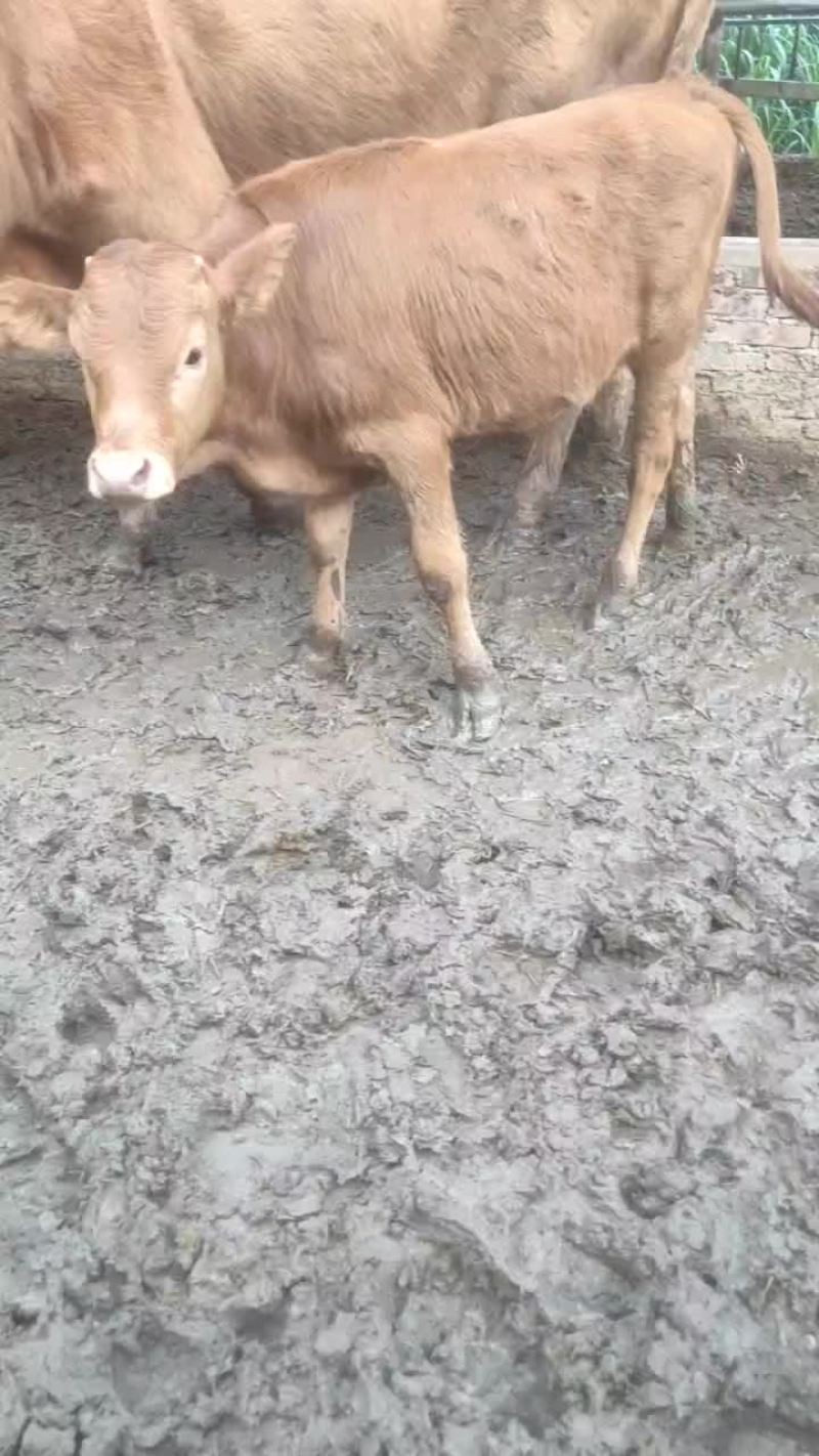 牛苗出售