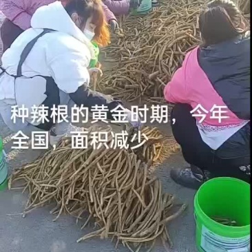 优质辣根种苗