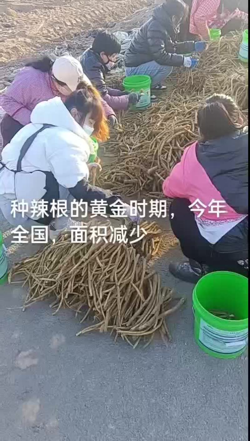 优质辣根种苗