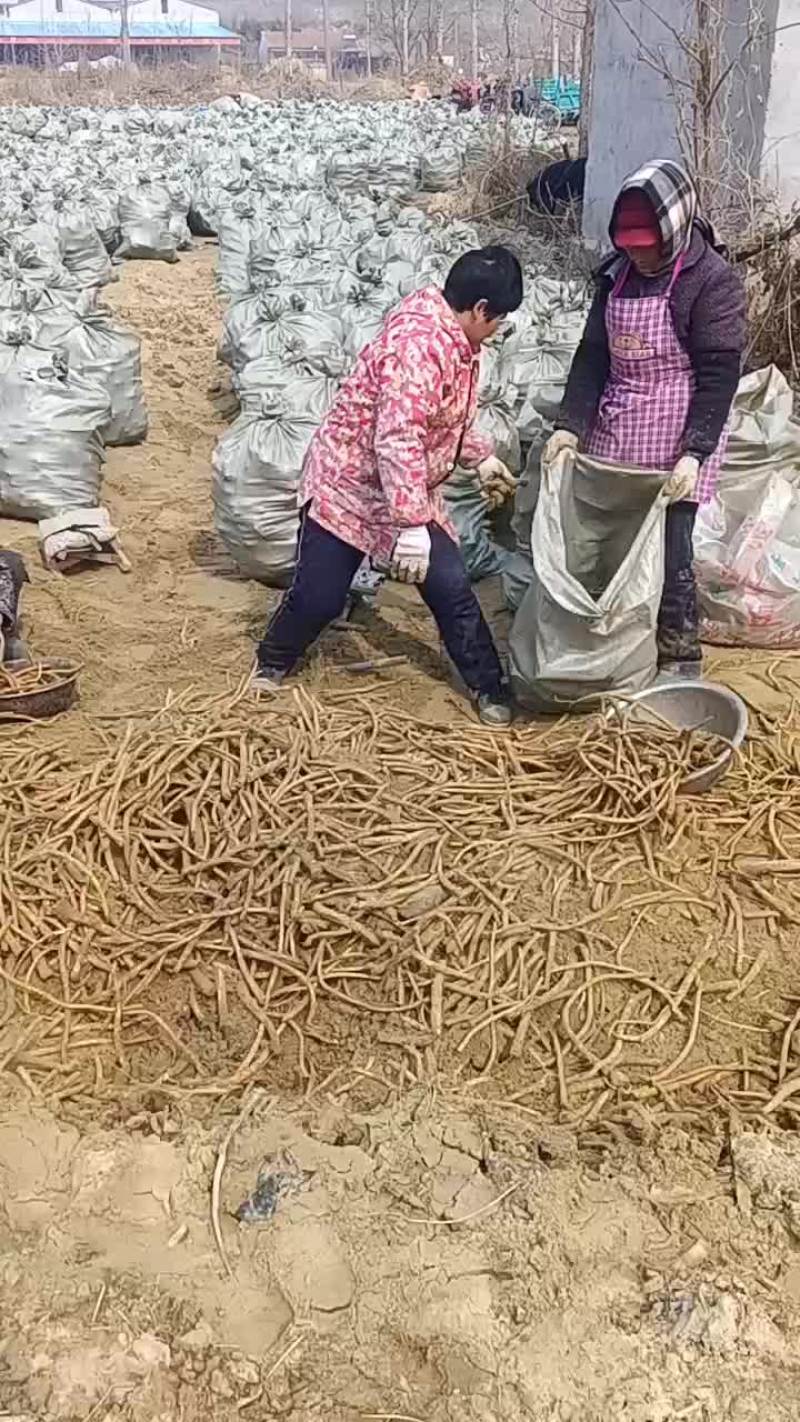 优质辣根种苗