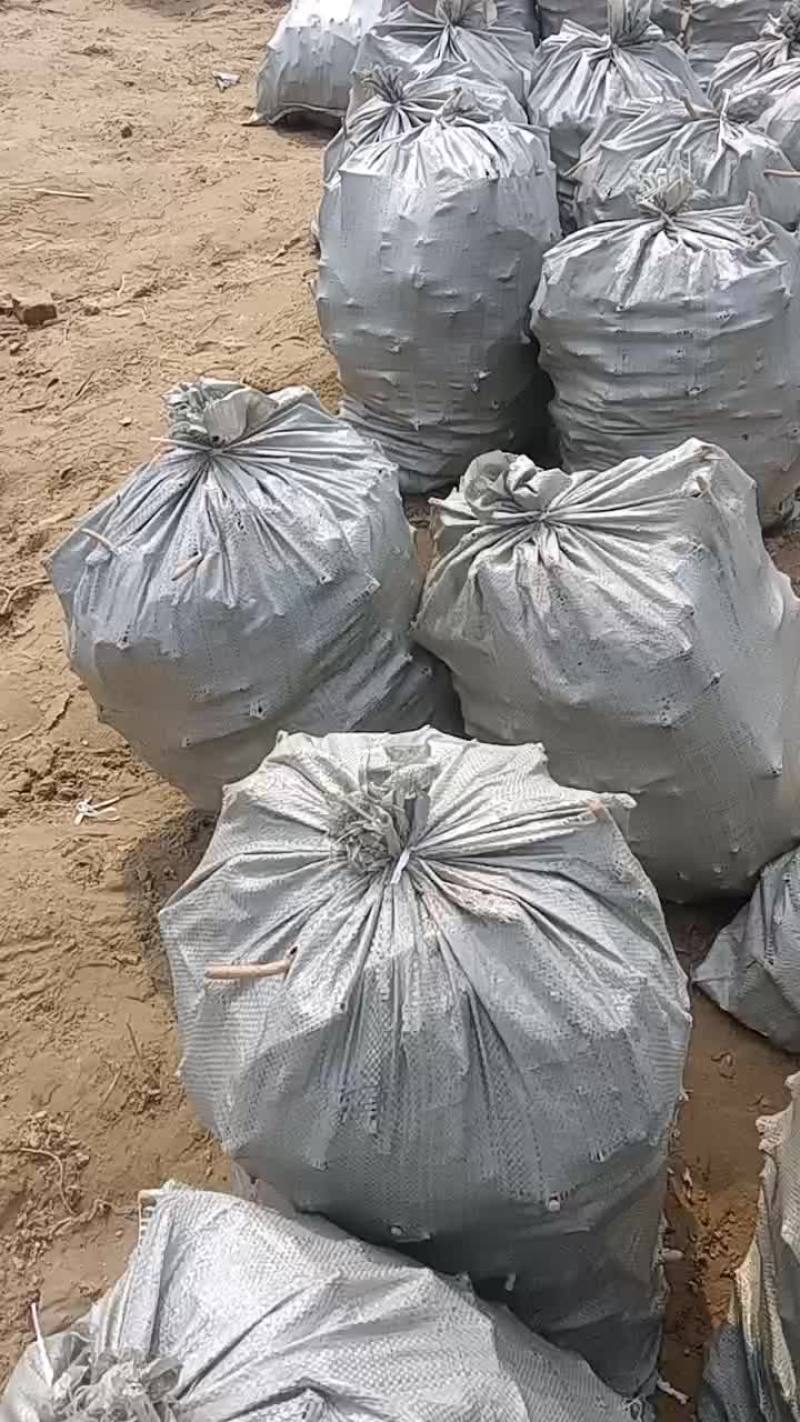 优质辣根种苗