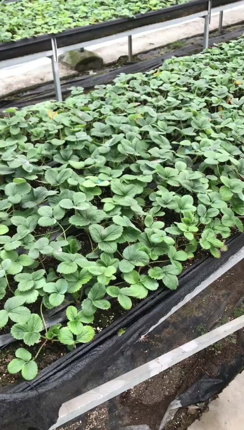 徐州优质大叶宁玉，秒香，隋珠，甜宝，红颜草莓苗，