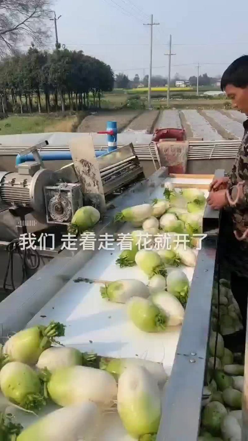 萝卜大量出货