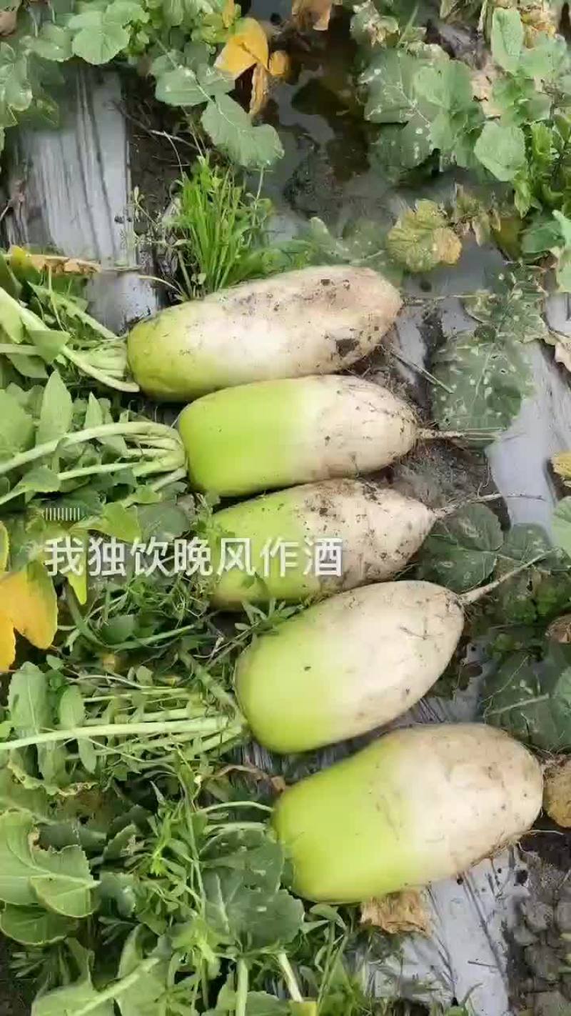 萝卜大量出货