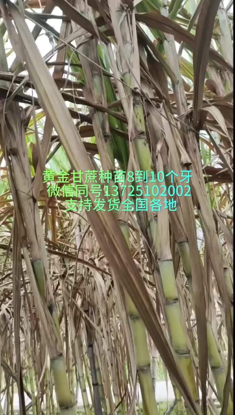 黄金甘蔗种苗千亩黄金甘蔗种苗一条龙服务