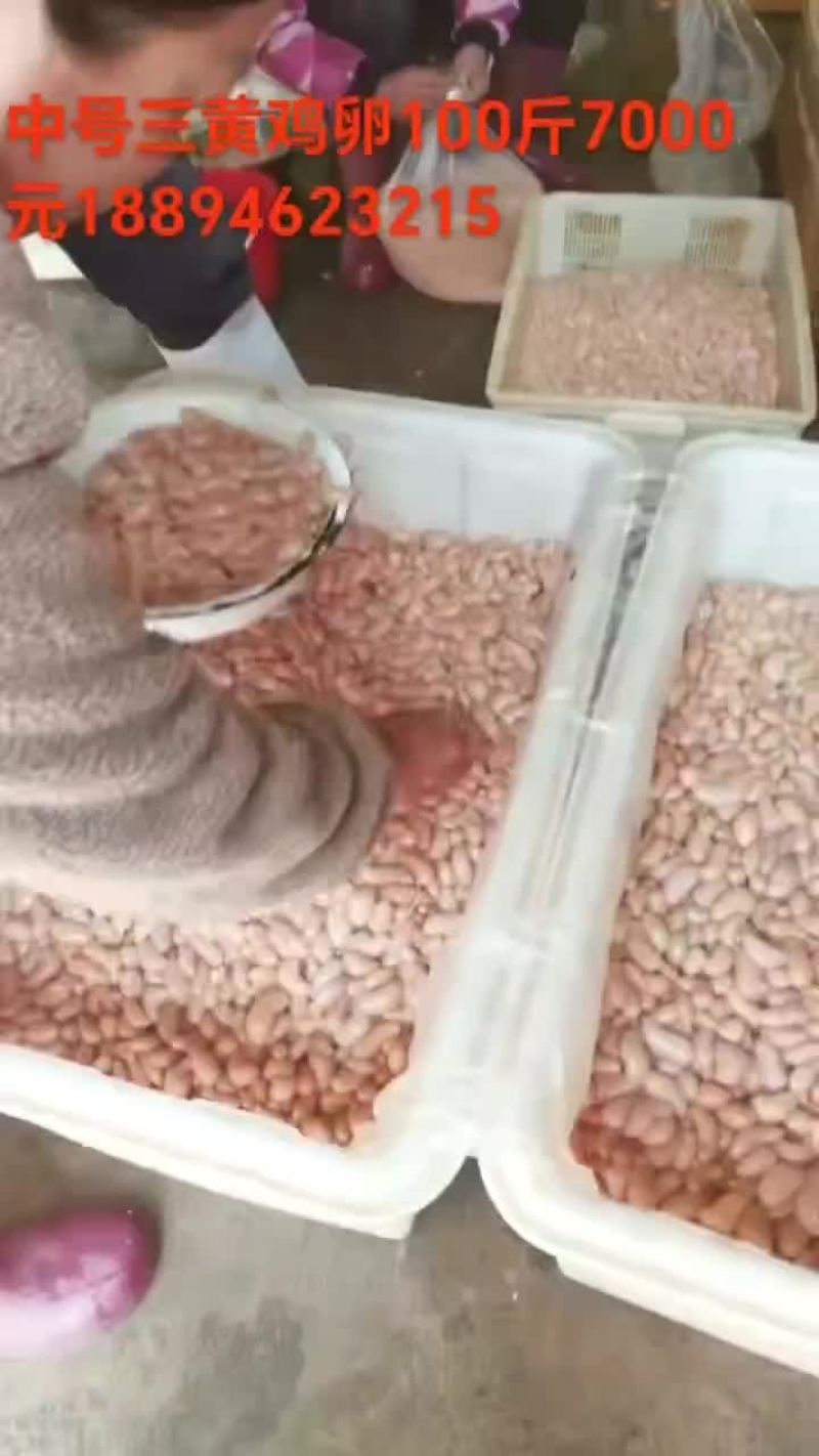 鸡腰子。