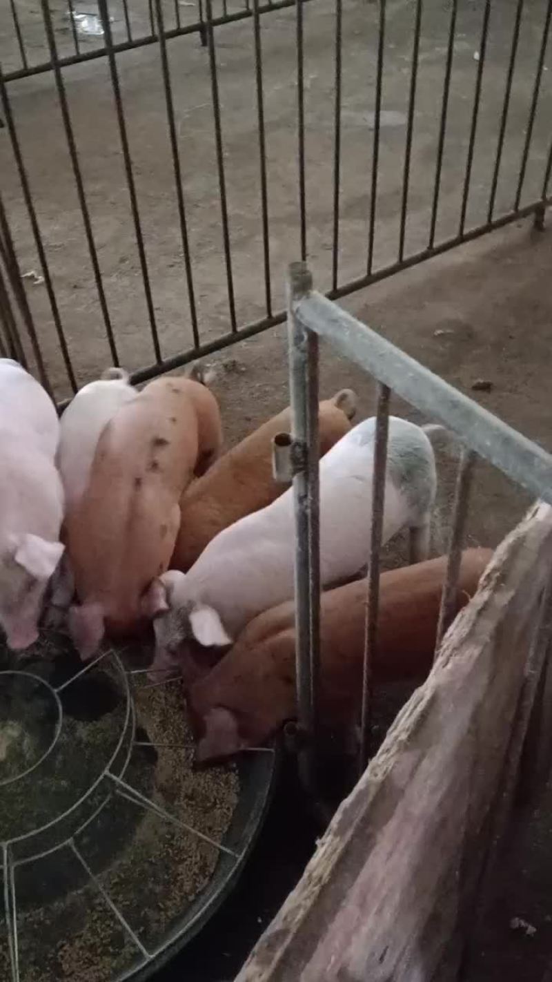 清明货