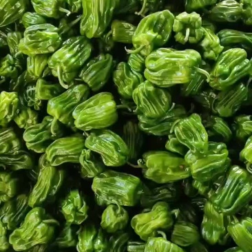 麻辣椒辽宁麻辣椒大量上市颜色好有亮度