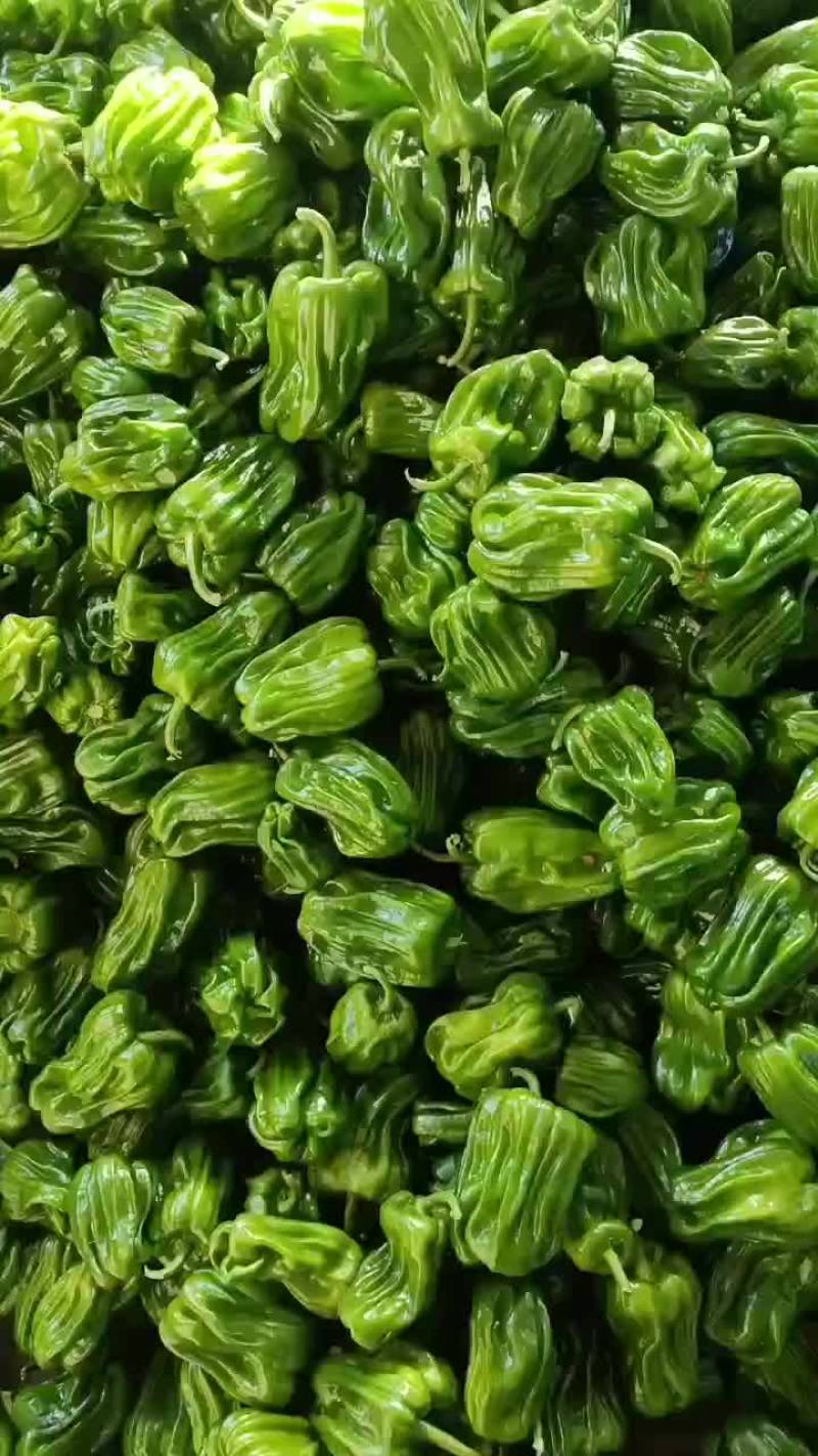 麻辣椒辽宁麻辣椒大量上市颜色好有亮度
