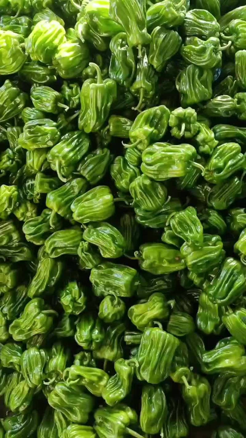 麻辣椒辽宁麻辣椒大量上市颜色好有亮度