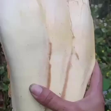新鲜棕包