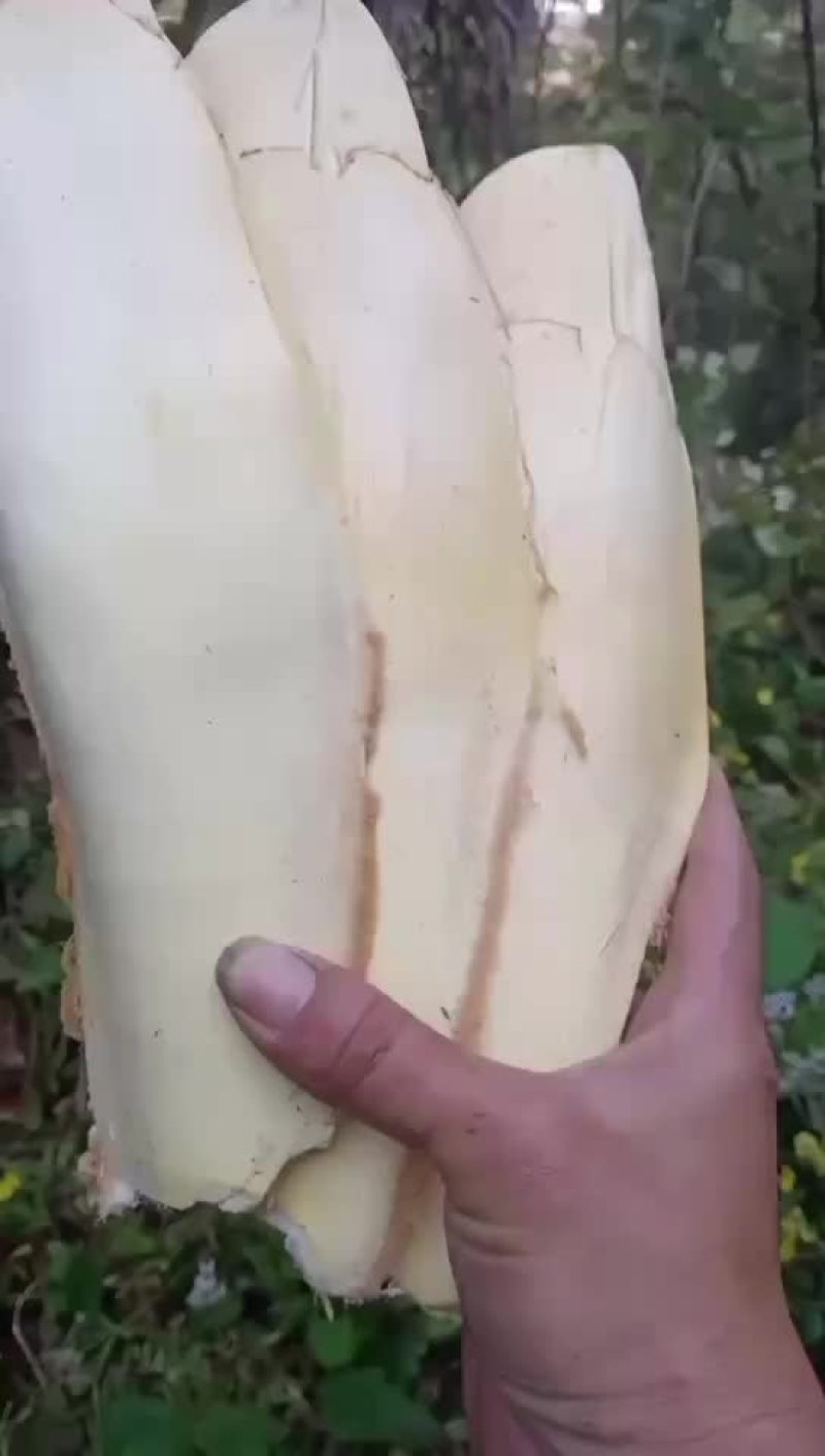 新鲜棕包
