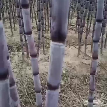 贵州黑皮甘蔗
