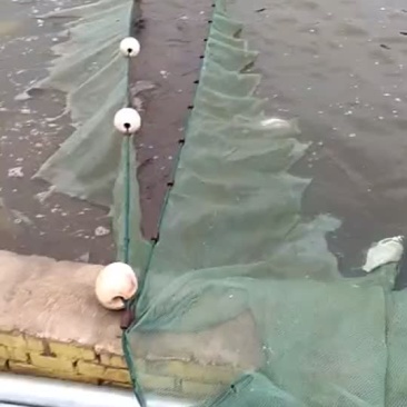 黄河水产