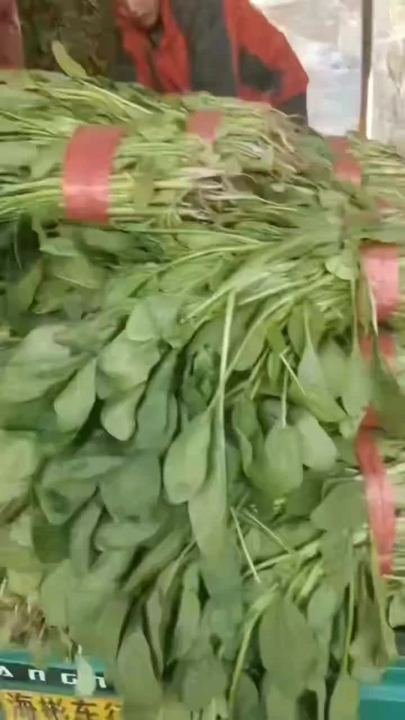 河北省邯郸市永年区小叶菠菜大量上市，精品小叶菠菜。