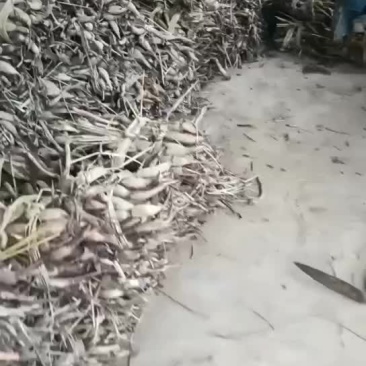 藕苗，正宗的寸三莲藕苗，大空莲藕苗，成活率高