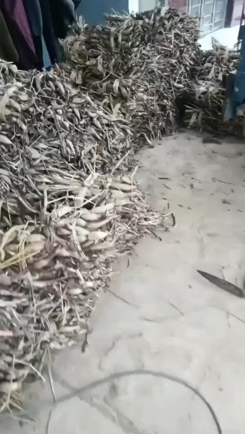 藕苗，正宗的寸三莲藕苗，大空莲藕苗，成活率高