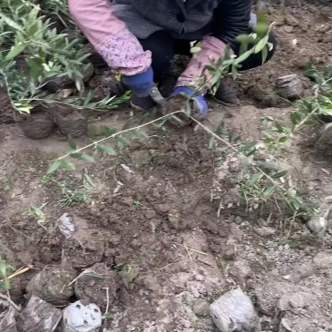 油橄榄苗