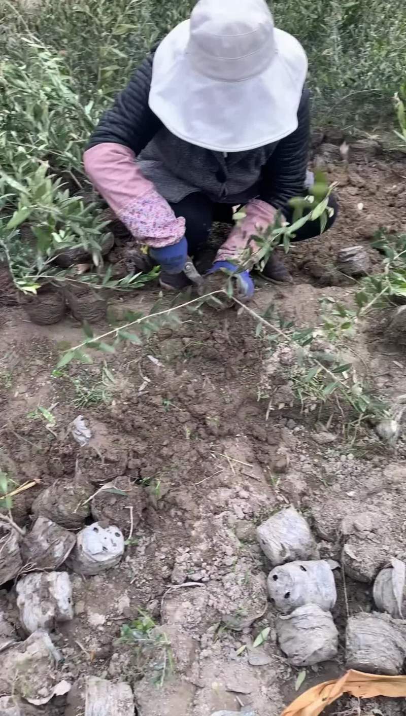 油橄榄苗
