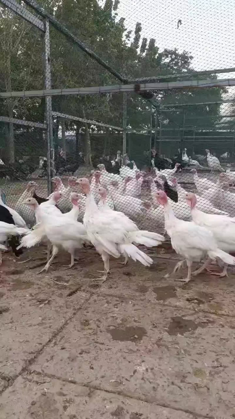 火鸡专业繁育基地