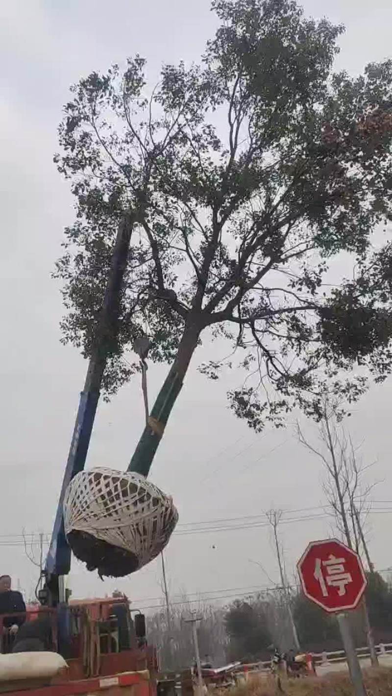 25的精品朴树