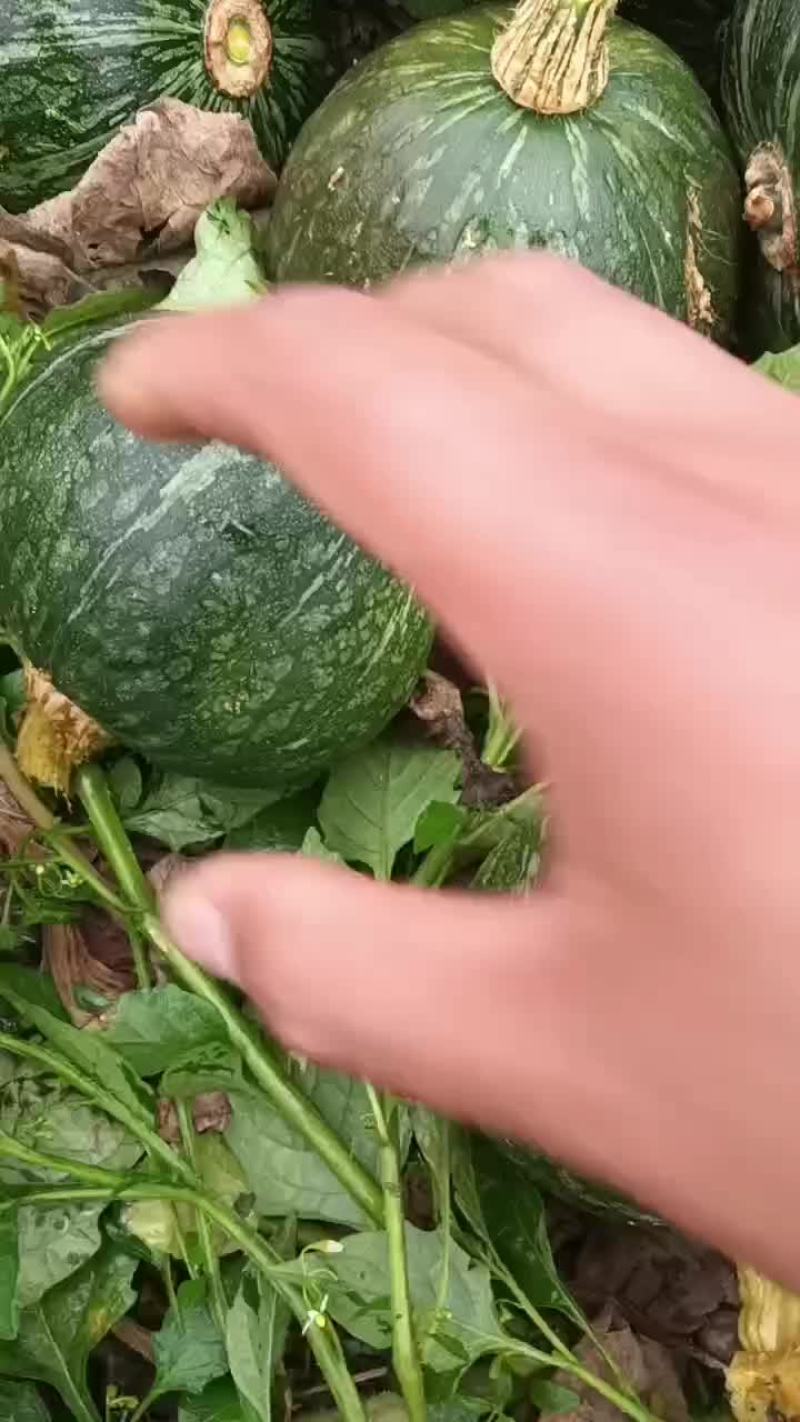 板栗南瓜