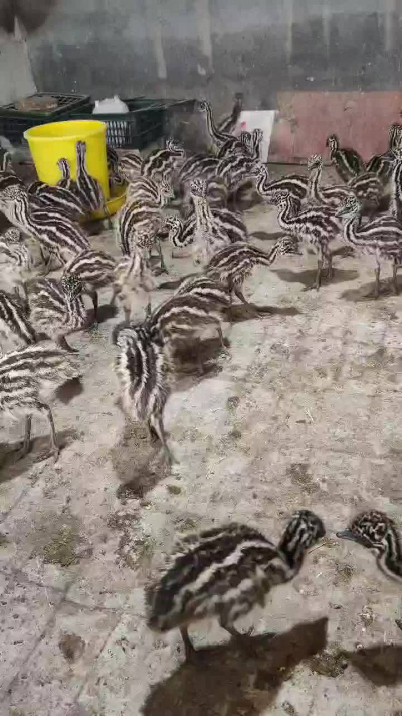 鸸鹋苗