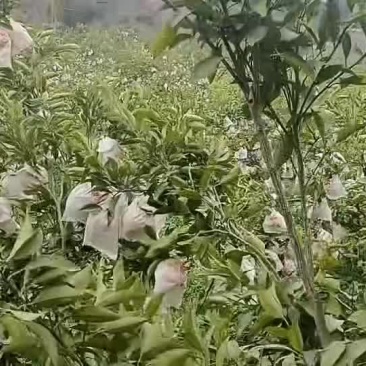 耙耙柑