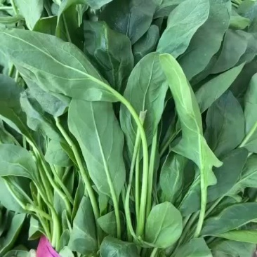 小叶菠菜