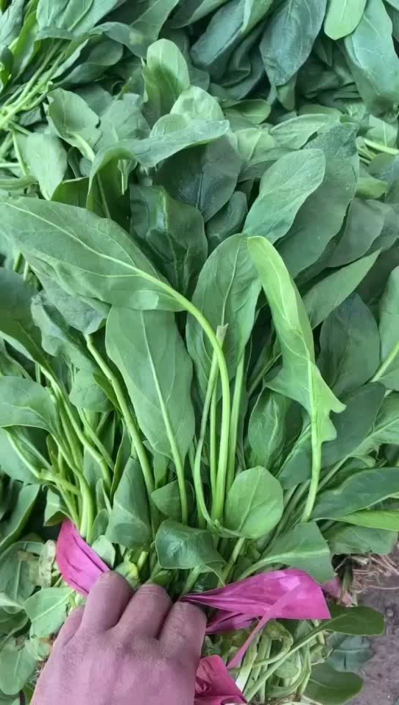 小叶菠菜