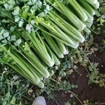 精品小芹菜