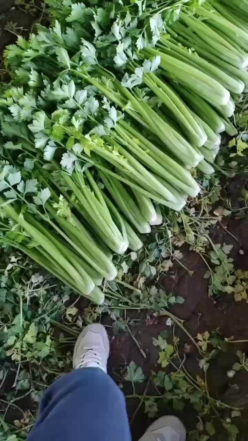 精品小芹菜