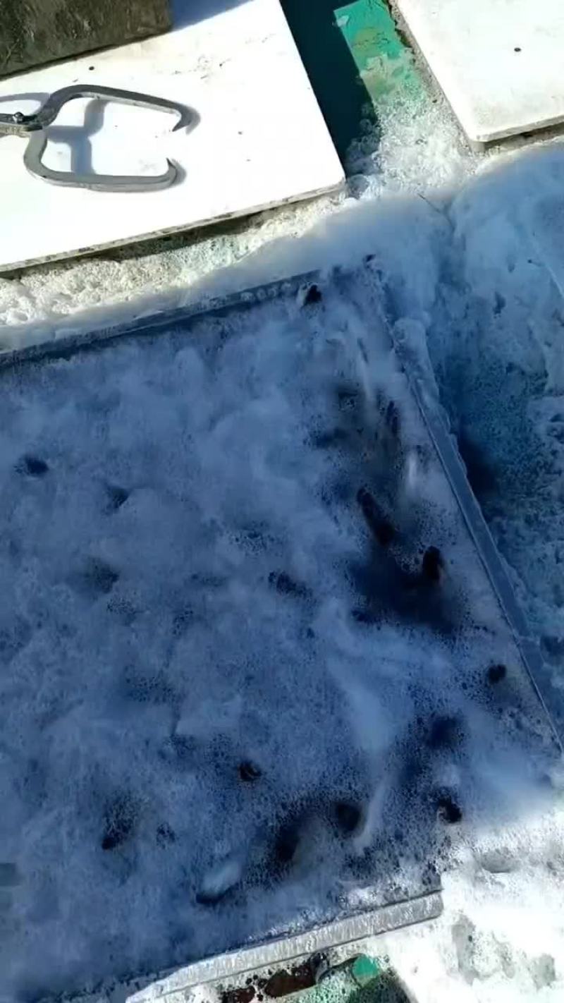 七星海鲈鱼，金鲳鱼