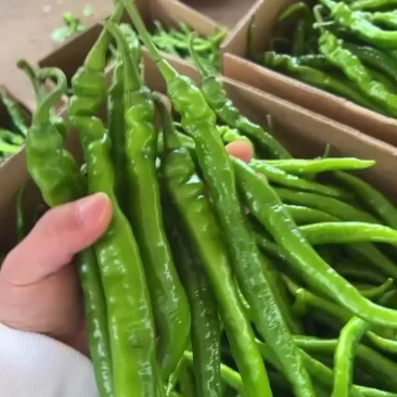 辣椒