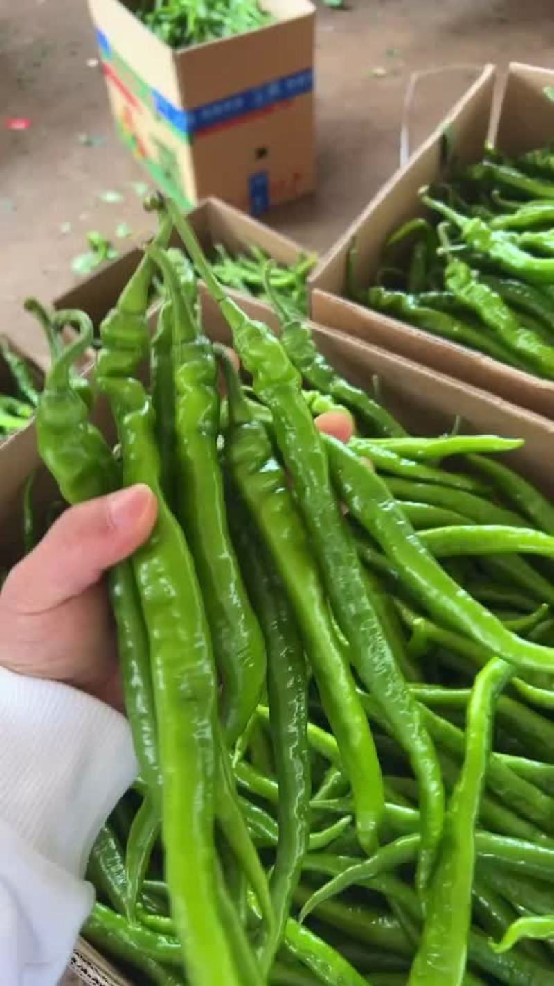 辣椒