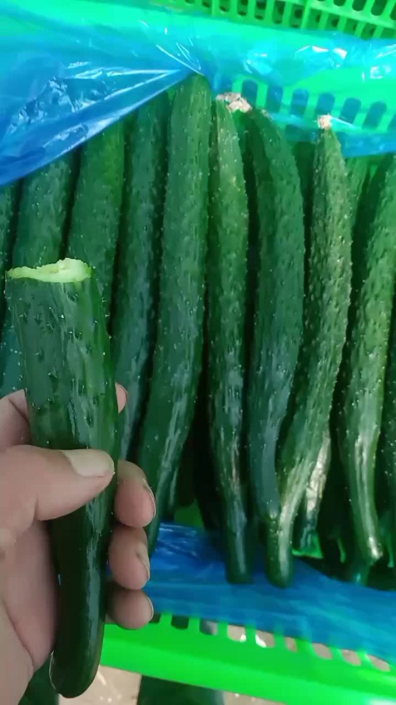 密刺黑油亮黄瓜短巴绿肉