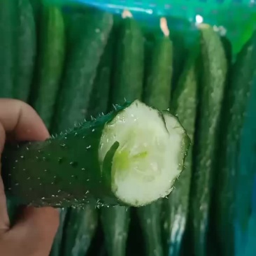 密刺黑油亮黄瓜短巴绿肉