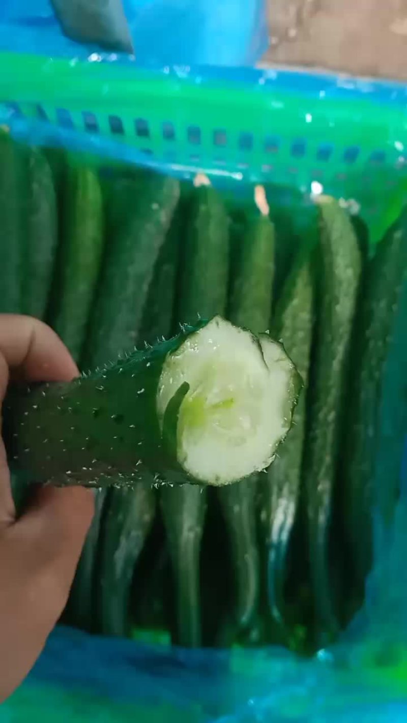 密刺黑油亮黄瓜短巴绿肉