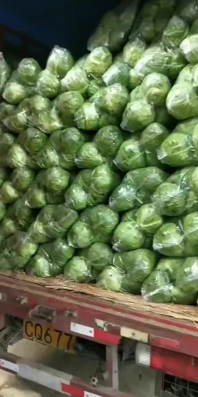 甘蓝