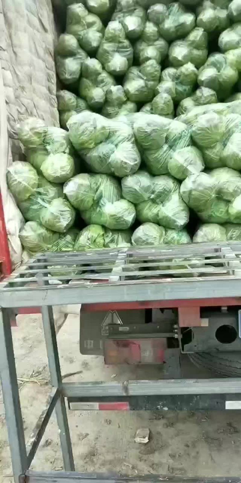 甘蓝