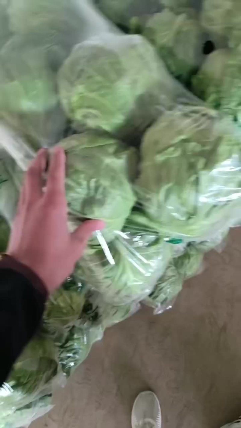 甘蓝