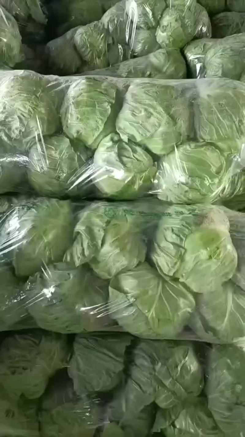 甘蓝